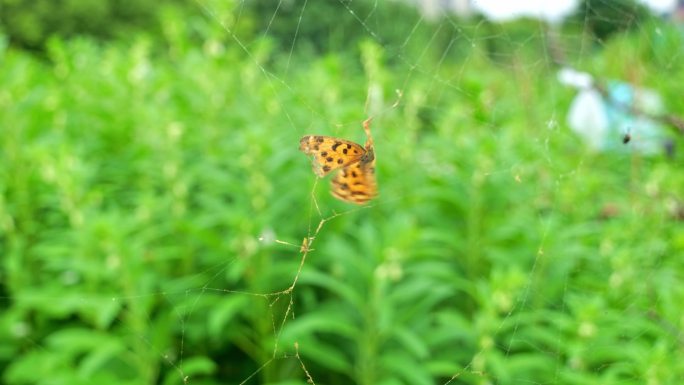 被缠在蜘蛛网上挣扎的昆虫