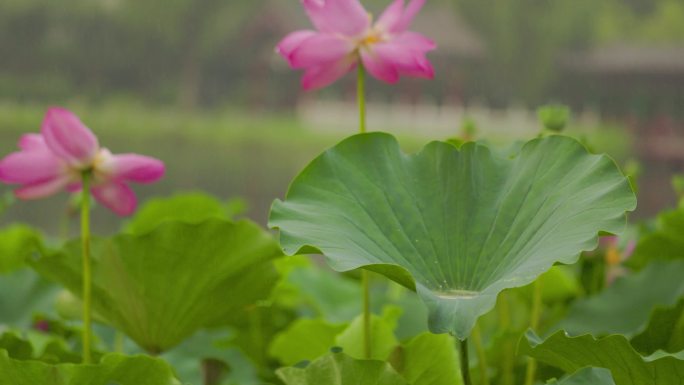 夏日雨中的荷花和鲤鱼