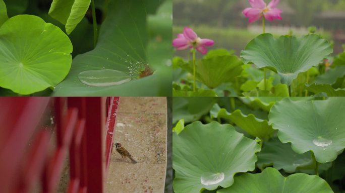 夏日雨中的荷花和鲤鱼