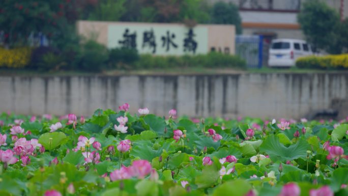 荷塘荷花自驾游