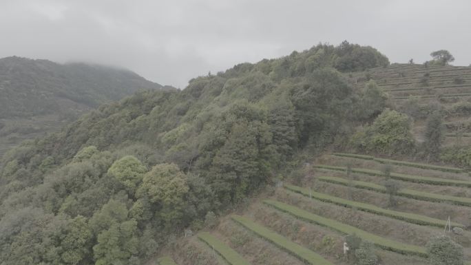 高山茶园茶园瀑布4K