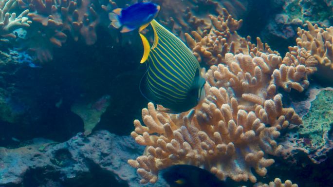 水底热带鱼类及珊瑚花园