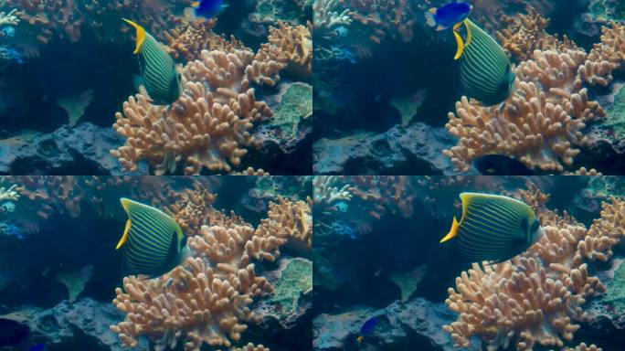 水底热带鱼类及珊瑚花园