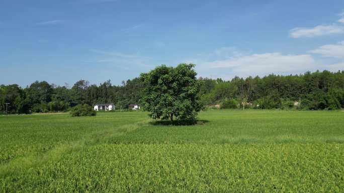 稻田  一棵树   乡村农田