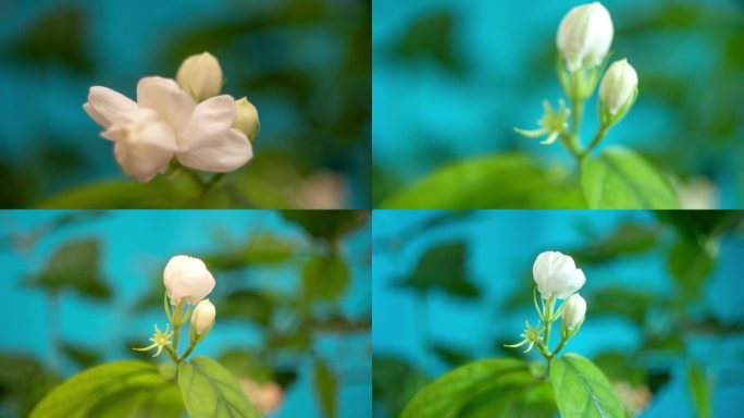 茉莉花花开花谢