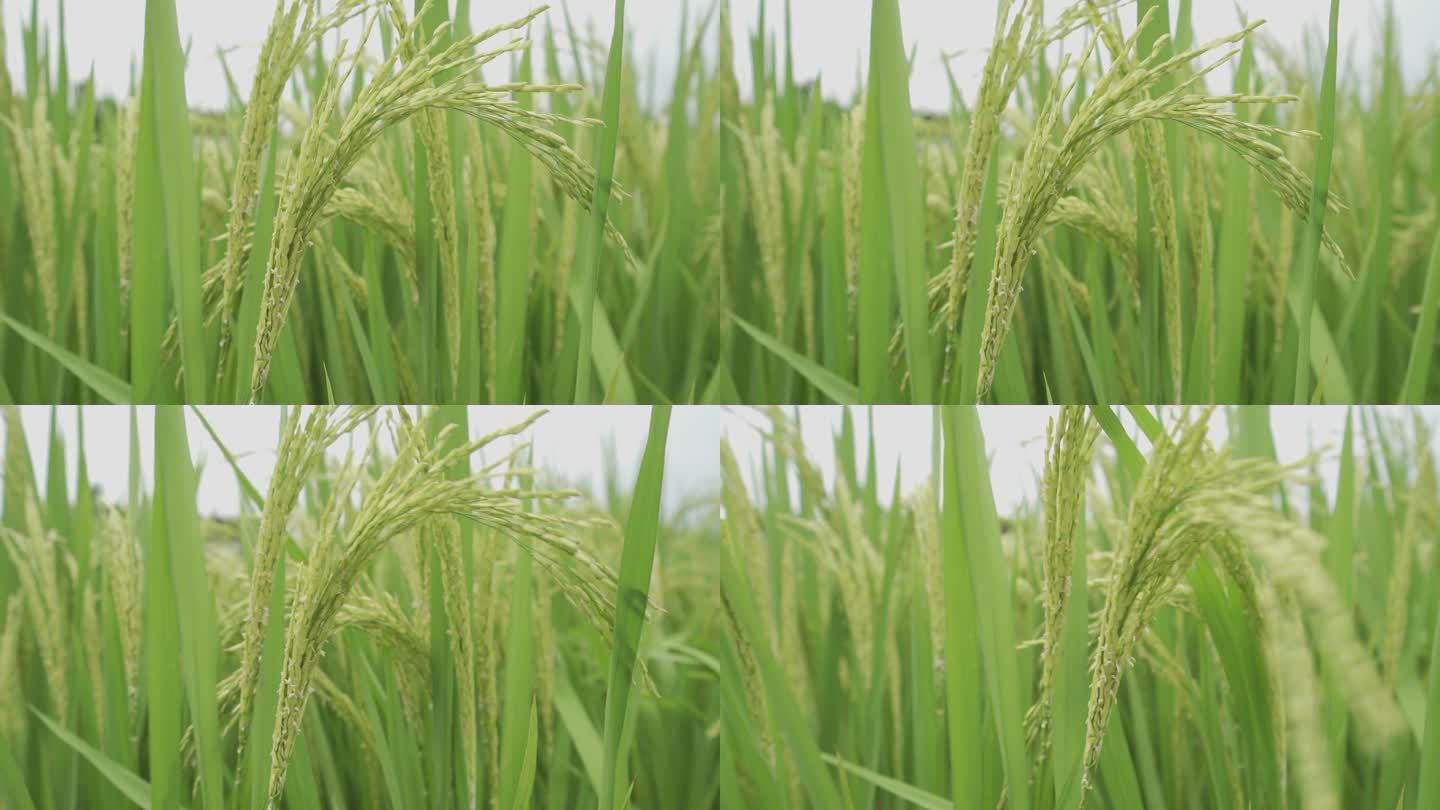 稻花升格拍摄水稻大米稻田丰收收获