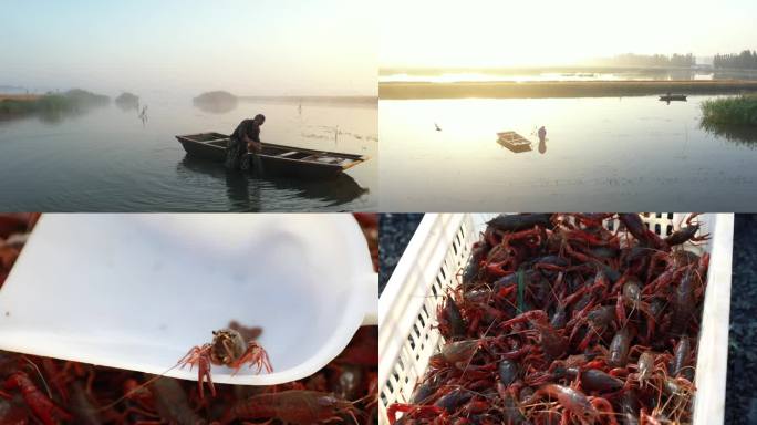 小龙虾养殖湿地稻田虾水产美食