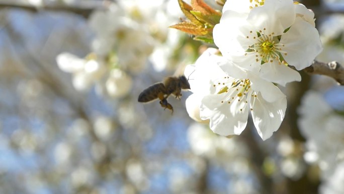 蜜蜂飞越樱桃树的花朵