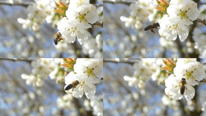 蜜蜂飞越樱桃树的花朵