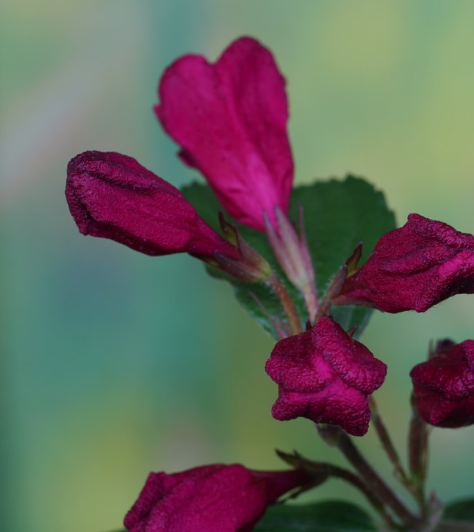 竖画幅锦带花开花延时