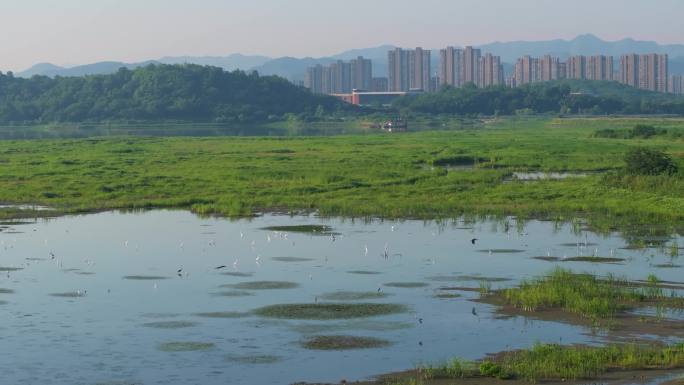 杭州余杭南湖苕溪生态湿地白鹭栖息风光航拍