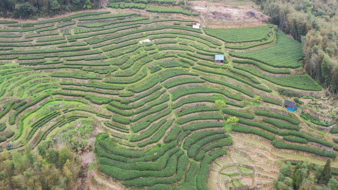 4K航拍福鼎茶山