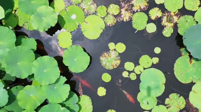 荷花池和锦鲤