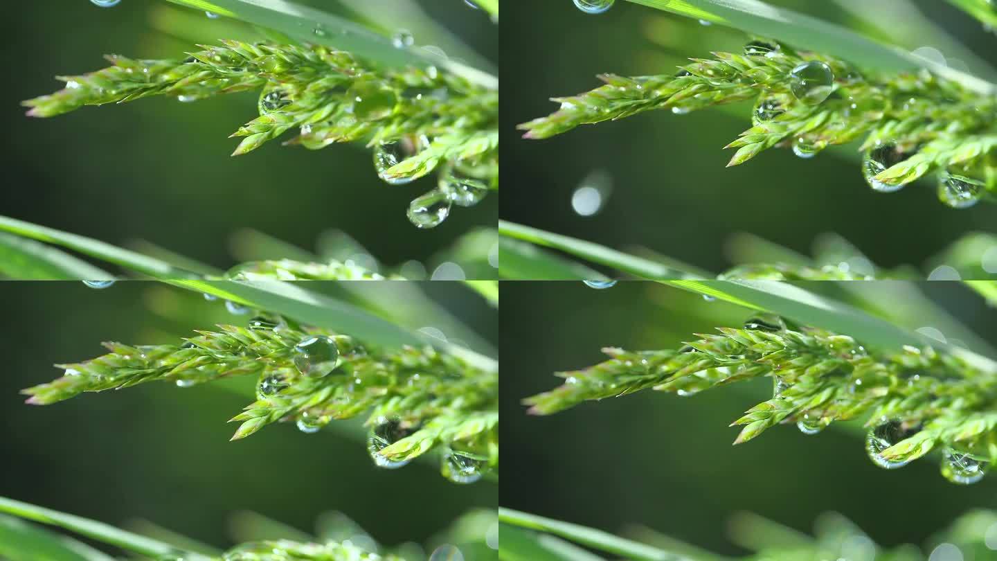 天然绿草，有雨滴