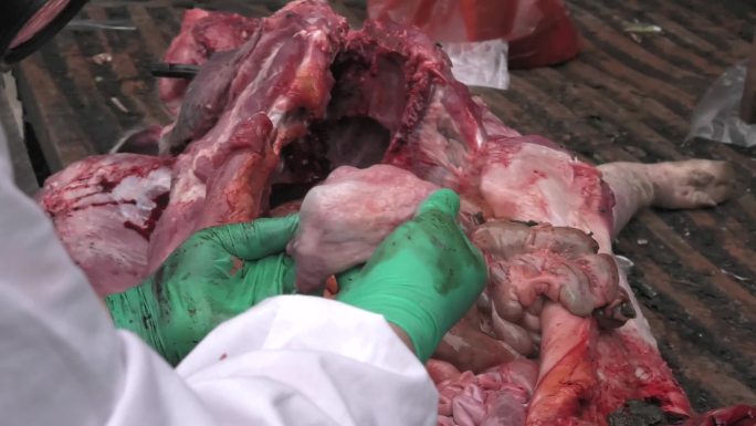 猪蓝耳病解剖 解剖 内脏 膀胱 皮肤感染