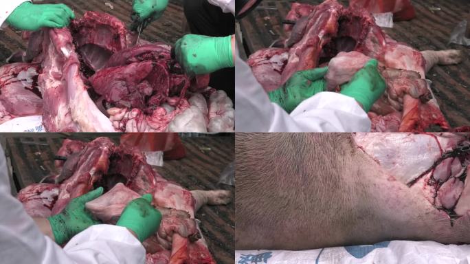 猪蓝耳病解剖 解剖 内脏 膀胱 皮肤感染