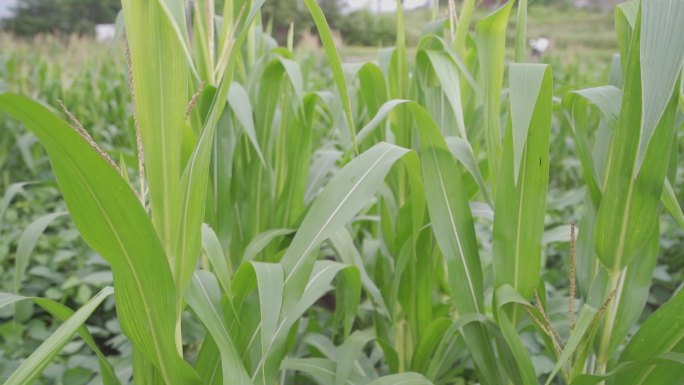 玉米生长玉米花农业种植大豆玉米间种蜜蜂