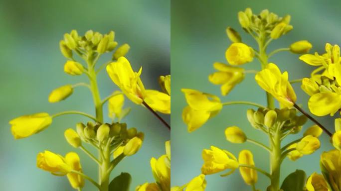 竖画幅油菜花开花延时