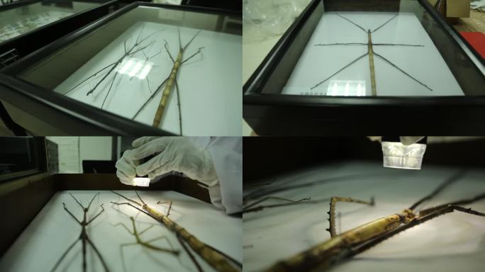 （4K）J四川都江堰巨大竹节虫标本1