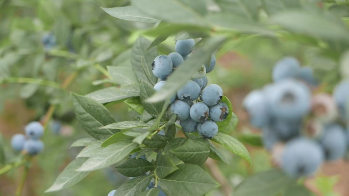 蓝莓特写蓝莓成熟蓝莓丰收