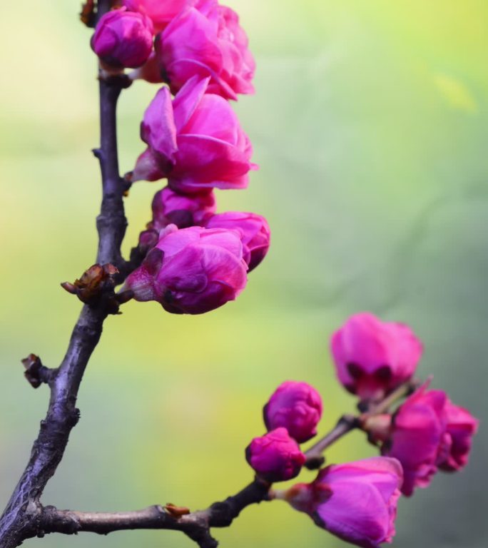 竖画幅桃花开花延时