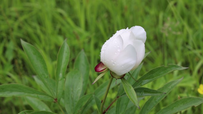 野生药用植物：芍药花