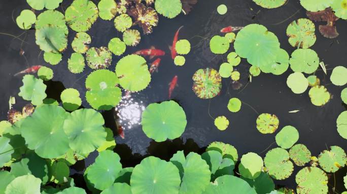 夏天荷花池塘锦鲤航拍