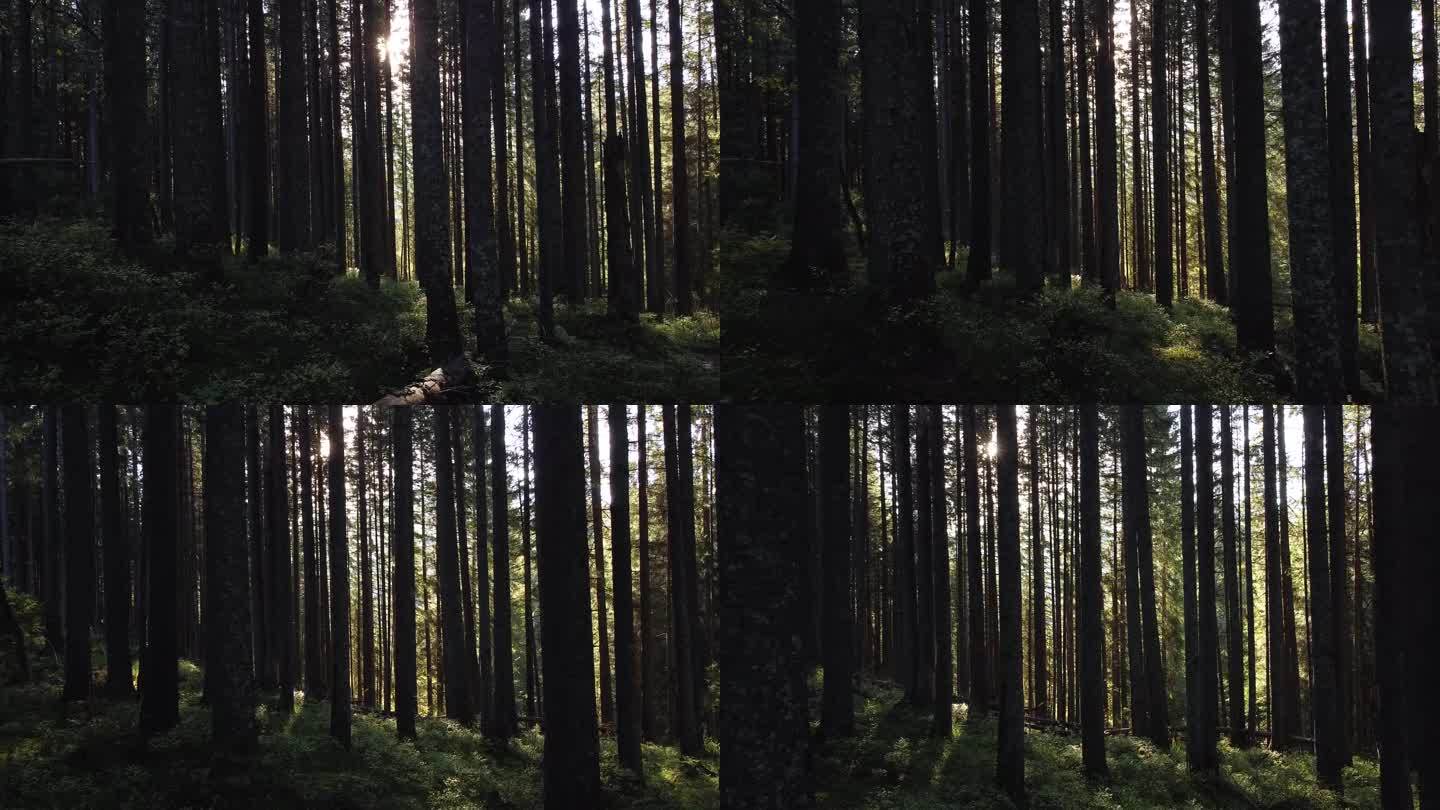 高大的云杉在黑暗的山林里.阳光穿过茂密的树林