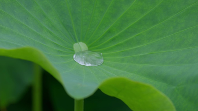 荷塘荷叶滴水荷叶水珠