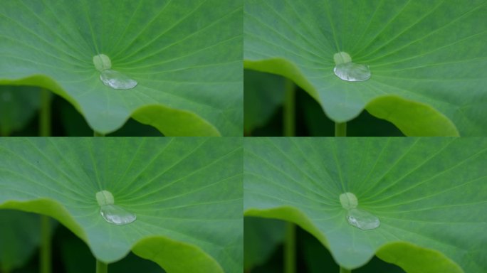 荷塘荷叶滴水荷叶水珠