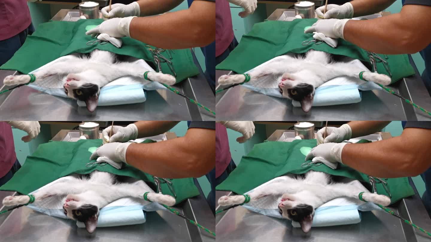 猫在手术台上和兽医手术