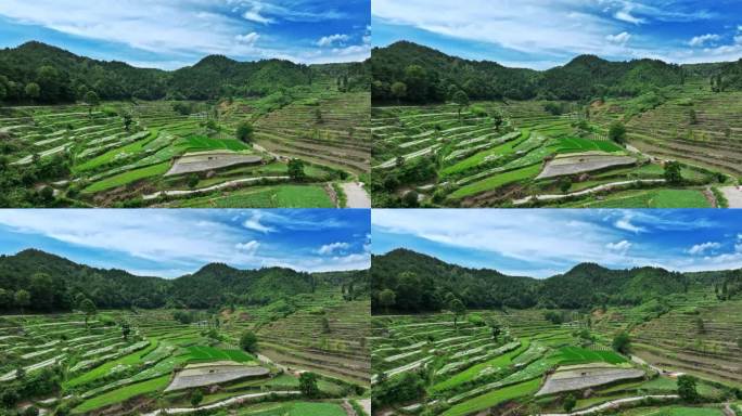 夏季安徽黄山灵山梯田