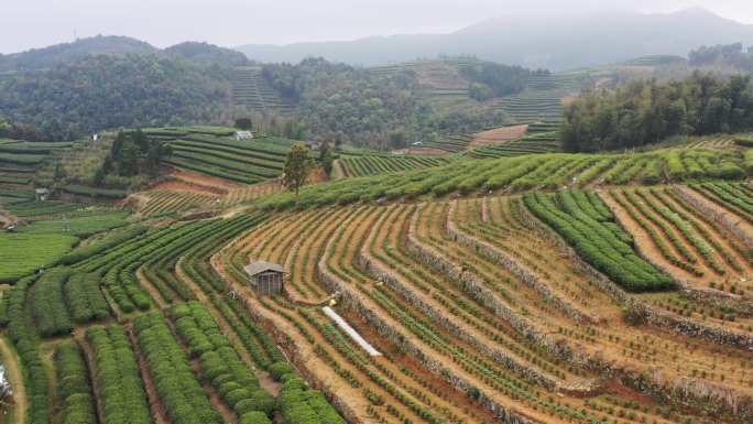 4K航拍福鼎茶山