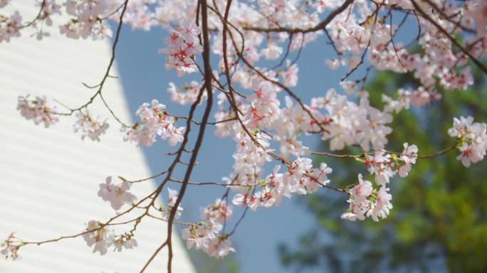 杭州太子湾公园的樱花