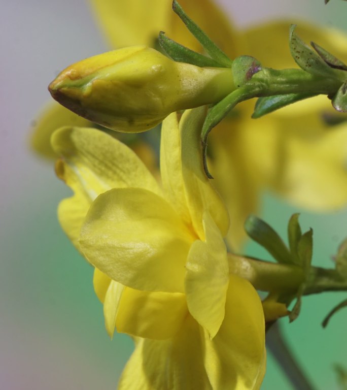 竖画幅灌木探春开花延时