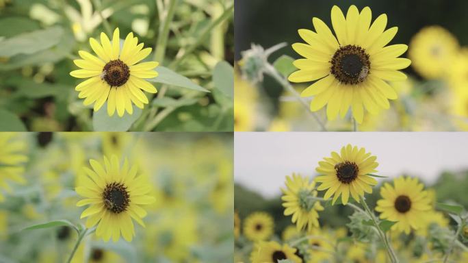 向日葵 蜜蜂采蜜 蜜蜂 奔向花海