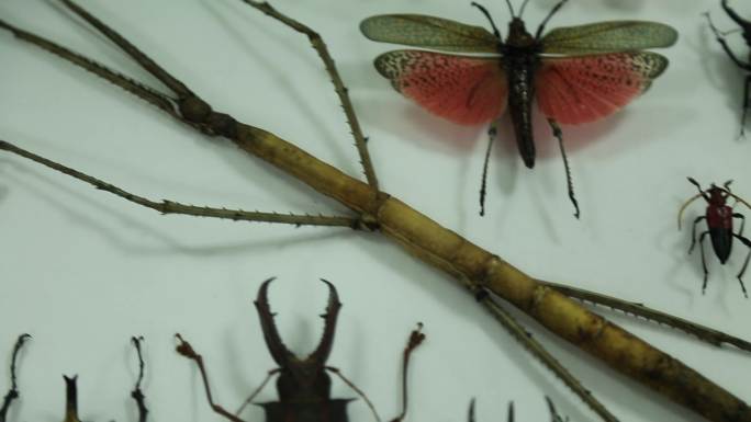 J四川都江堰中国巨竹节虫和昆虫标本对比