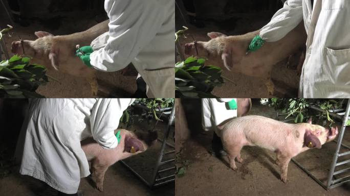 兽医 育肥猪 保定 消毒 肌肉注射 打针