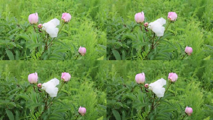 野生药用植物：芍药花