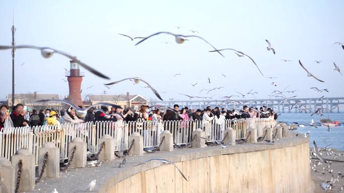 星海广场海鸥群人群