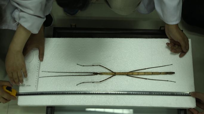 (4K)J四川都江堰测量巨大竹节虫标本