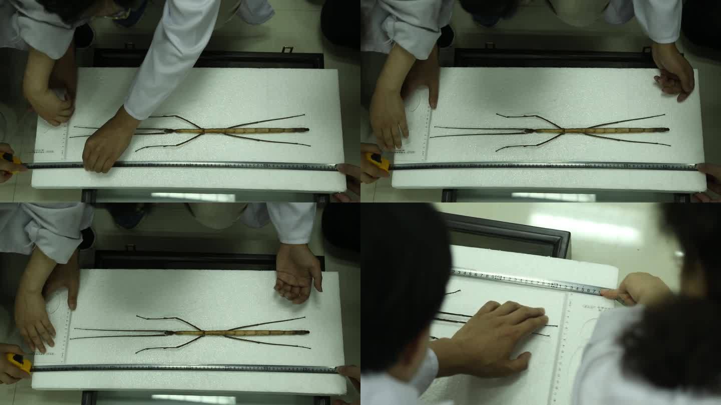 (4K)J四川都江堰测量巨大竹节虫标本