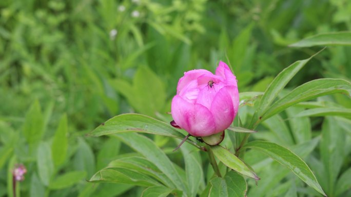 野生药用植物：芍药花