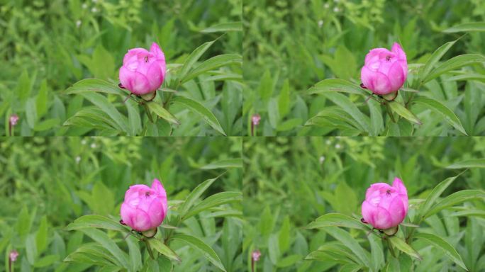 野生药用植物：芍药花