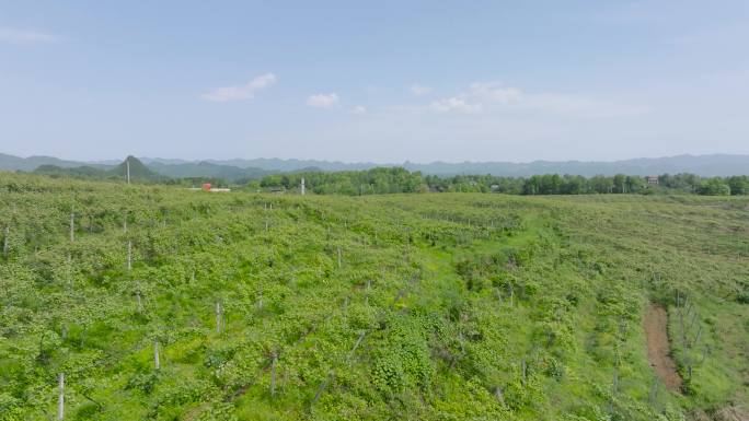 4K航拍湘西花垣十八洞猕猴桃产业基地