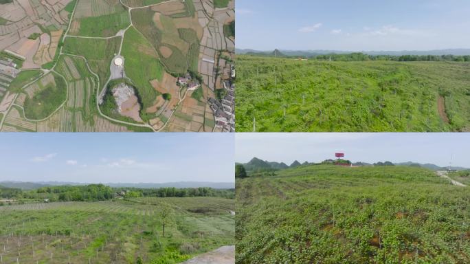 4K航拍湘西花垣十八洞猕猴桃产业基地