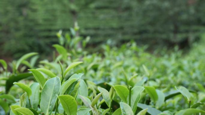 茶园种植茶叶采摘实拍