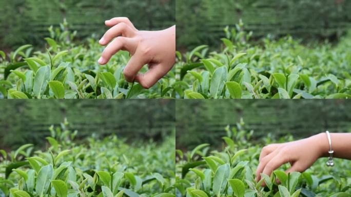 茶园种植茶叶采摘实拍