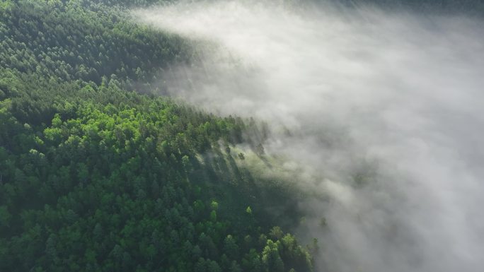 航拍辽阔绿色山林云海