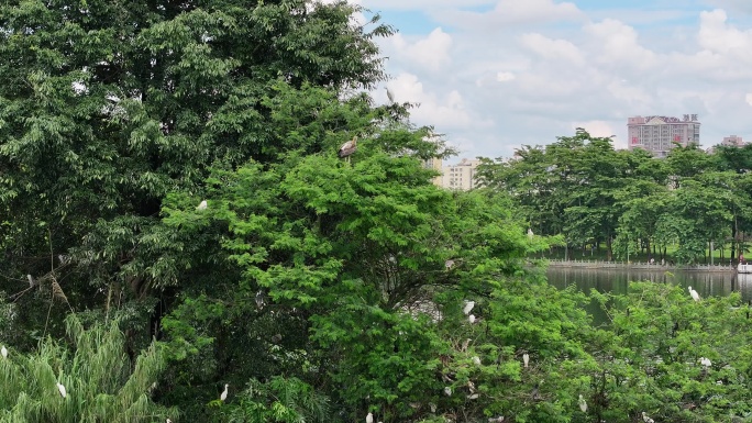 珍稀鸟类彩鹳在湿地公园活动